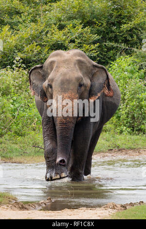 Asian elephant in the Uda Walawe National Park, Sri Lanka