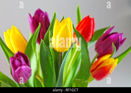 Bouquet of fresh multicolor tulips  with drops of dew. Stock Photo