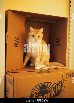 Mika the orange tabby hiding in a box Stock Photo