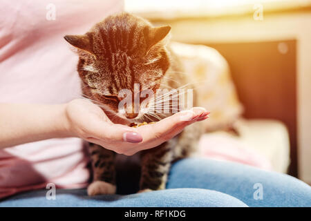 cat eats from hand of young woman owner, best friends Stock Photo