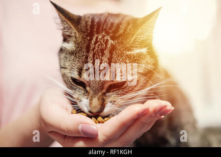 cat eats from hand of young woman owner, best friends Stock Photo