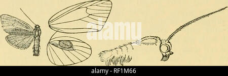 . Catalogue of the Lepidoptera Phalænæ in the British museum. Moths. 518 ARC'I'LUKE. Fore wing pale ochreous yellow, the inner area to median nervure and vein 2 suffused with red-brown. Hind wing and underside of both wings pale ochreous yellow.. Fig1. 117.—Aptilosia crocea, . 11 (1914). o*. Head, thorax, and abdomen white tinged with fuscous brown ;. Please note that these images are extracted from scanned page images that may have been digitally enhanced for readability - coloration and appearance of these illustrations may not perfectly resemble the original work.. British Museum (Natural H Stock Photo