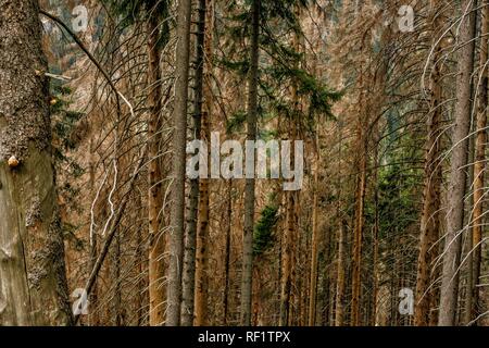 Trunks and branches of trees in dense coniferous forest, dried up dry trees. The texture of the forest location. A dense forest of many old, dry trunk Stock Photo