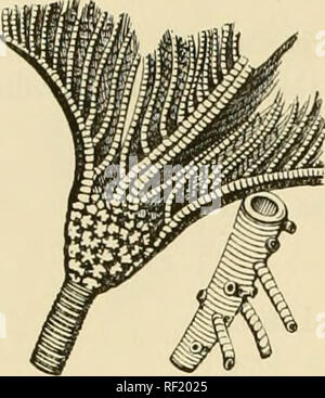 . A catalogue of the collection of Cambrian and Silurian fossils contained in the Geological Museum of the University of Cambridge. Paleontology; Paleontology. 122 SILURIAN. Case and Column of Drawers. Reference to McCoy's Synopsis: and Figures of Genera. Names and References; Observations, &amp;c. Numbers and Localities. FC Gd. FC Gd Gc3 FC The figure in Sihiria wants the stem. p. 57. FC FC Gc. Please note that these images are extracted from scanned page images that may have been digitally enhanced for readability - coloration and appearance of these illustrations may not perfectly resemble  Stock Photo