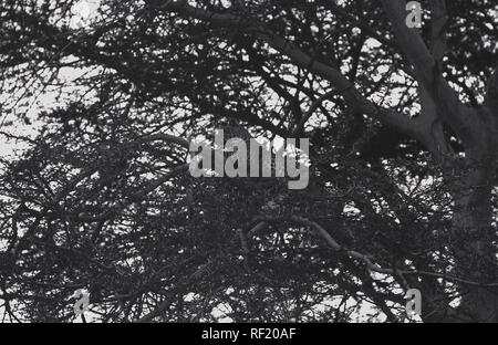 Leopard lying on a large tree branch with its prey in Botswana Stock ...