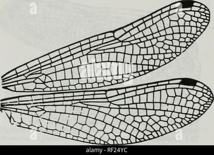 . Catalogue of the family-group, genus-group and species-group names of the Odonata of the world. Odonata; Odonata; Dragonflies; Dragonflies; Damselflies; Damselflies. Ani:Lib:Cor:Syntheinistinae Choristhemis Tillyard. 1910. Figure 660. Wings of Chorisihemis flavolerminata Martin. After Belyshev &amp; Haritonov, 1978. Deteiminer of Dragonflies :142,f 77 (b0695) EusynUiemis Forsier, 1903. Please note that these images are extracted from scanned page images that may have been digitally enhanced for readability - coloration and appearance of these illustrations may not perfectly resemble the orig Stock Photo