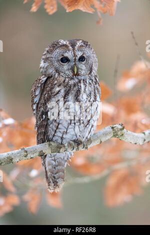 Tawny owl (Strix aluco) sits on branch, captive, Pilsen, Czech Republic Stock Photo