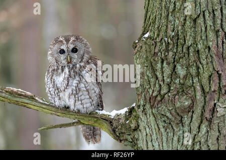 Tawny owl (Strix aluco) sits on branch, captive, Pilsen, Czech Republic Stock Photo