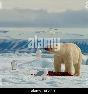 Polar bear (Ursus maritimus) feeding on the carcass of a captured seal on ice floe, Svalbard, Norwegian Arctic, Norway Stock Photo