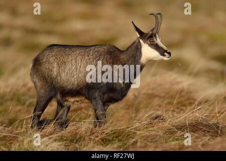 Chamois (Rupicapra rupicapra), buck stands on a meadow discoloured in autumn, La Bresse, Vosges, France Stock Photo