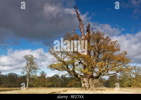 650 year old oak (Quercus) in autumn, Middle Elbe Biosphere Reserve, Dessau-Roßlau, Saxony-Anhalt, Germany Stock Photo