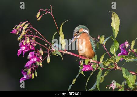 Common kingfisher (Alcedo atthis), female, sits on branch of Springkraut (Impatiens glandulifera), Hesse, Germany Stock Photo