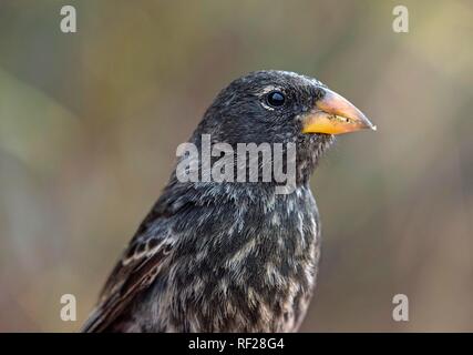 Medium Ground Finch (Geospiza fortis), Animal Portrait, Floreana Island, Galapagos Islands, Ecuador Stock Photo