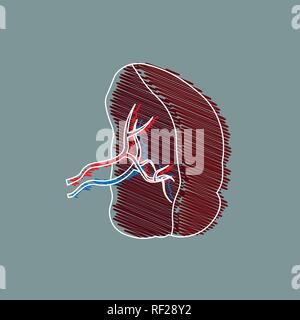 medical Illustration stylized drawing . Cartoon Illustration of a Spleen. Human Internal Organs. 10 eps Stock Vector