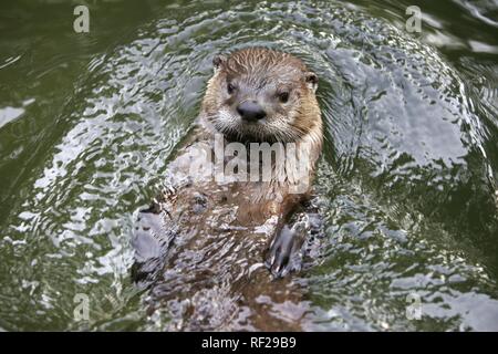 Northern- or North American River Otter (Lutra canadensis), ZOOM Erlebniswelt Zoo, Gelsenkirchen, North Rhine-Westphalia