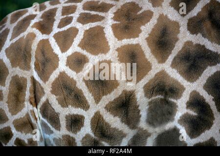 Giraffe (Giraffa camelopardalis), fur closeup, at ZOOM Erlebniswelt Zoo in Gelsenkirchen, North Rhine-Westphalia Stock Photo