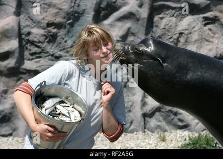 Zookeeper with Steller- or Northern Sea Lion (Eumetopias jubatus) at ZOOM Erlebniswelt Zoo in Gelsenkirchen Stock Photo