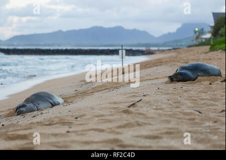 Hawaiian Monk Seals, Neomonachus schauinslandi, are endangered with just 1400 individuals in the wild. They frequently haul out on Kauai's beaches. Stock Photo