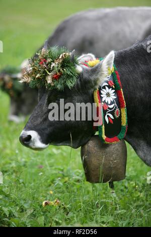 Cattle driving in Autum, cattle is driven from the mountain pasture into the valley, small festival with festively decorated Stock Photo