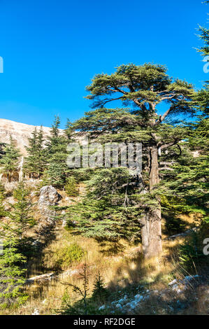 The Cedars of God at Bsharri in Lebanon Stock Photo