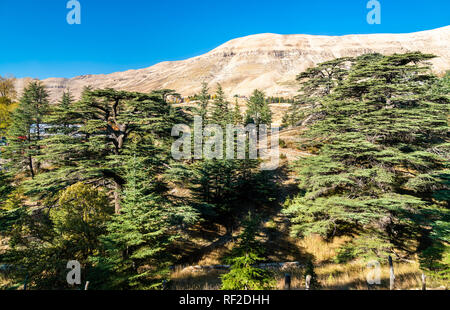 The Cedars of God at Bsharri in Lebanon Stock Photo