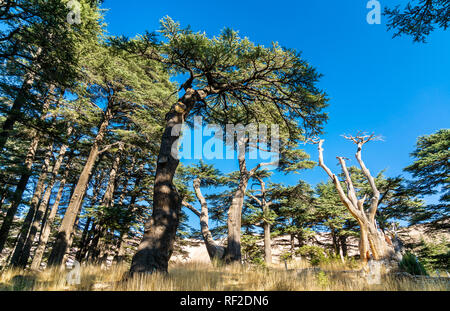 The Cedars of God at Bsharri in Lebanon Stock Photo