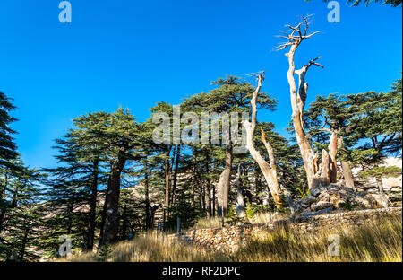 The Cedars of God at Bsharri in Lebanon Stock Photo