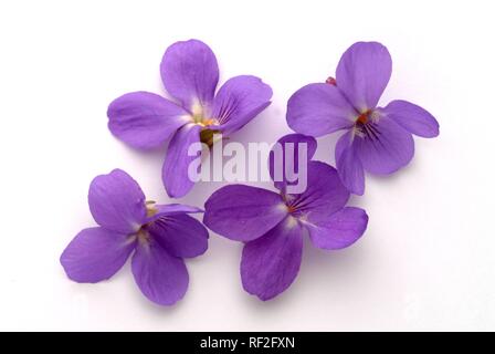 Sweet Violet or English Violet (Viola odorata), medicinal plant Stock Photo