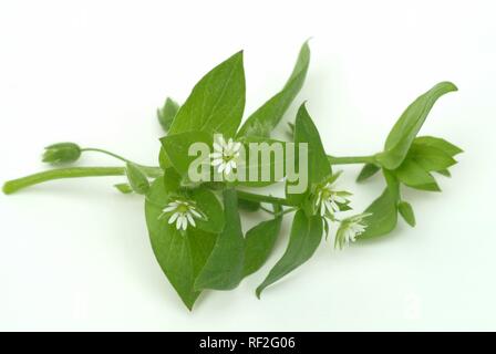Common Chickweed or Chickenwort (Stellaria media), medicinal herb Stock Photo