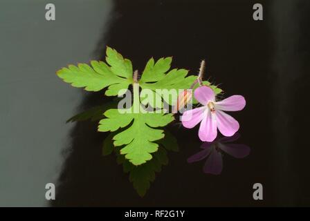 Herb Robert (Geranium robertianum), medicinal herb Stock Photo