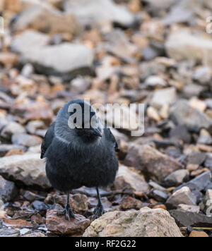 Close up of a Jackdaw ( Corvus monedula) on a gravel beach looking for food Stock Photo