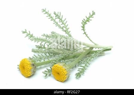 Cotton Lavender or Gray Santolina (Santolina chamaecyparissus), medicinal herb Stock Photo