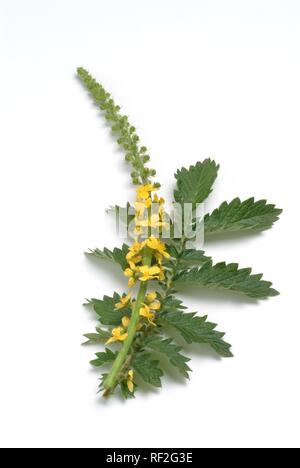 Common Agrimony, Church Steeples or Sticklewort (Agrimonia eupatoria), medicinal herb Stock Photo