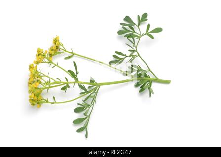 Common Rue or Herb-of-Grace (Ruta graveolens), medicinal herb, spice Stock Photo