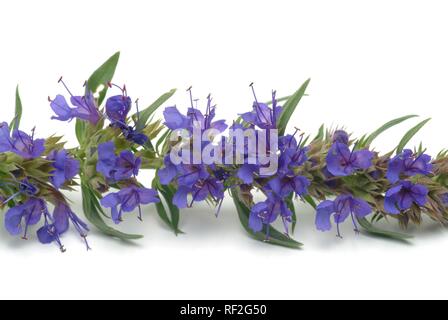 Herb Hyssop (Hyssopus officinalis), medicinal plant Stock Photo
