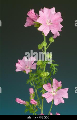 Musk-Mallow (Malva moschata), medicinal plant Stock Photo