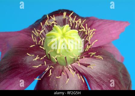 Blue-seeded Opium Poppy (Papaver somniferum var. nigrum), blossom, medicinal plant, intoxicant Stock Photo