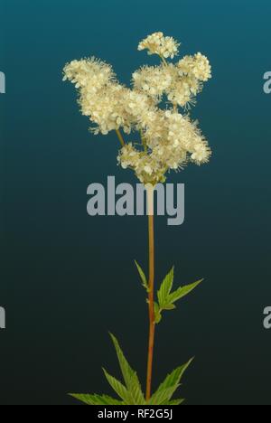 Meadowsweet, Queen of the Meadow, Pride of the Meadow or Bridewort (Filipendula ulmaria), medicinal plant, ingredient in Aspirin Stock Photo