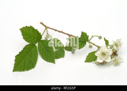Bilberry, Huckleberry flower (Vaccinium myrtillus), blossoms, medicinal plant Stock Photo