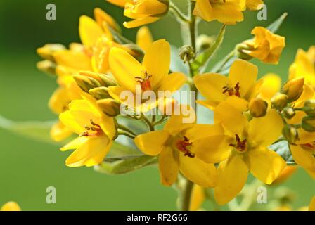 Garden - or Yellow Loosestrife (Lysimachia vulgaris), medicinal plant Stock Photo