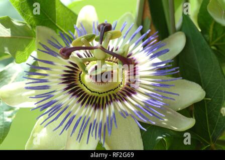 Purple Passionflower (Passiflora incarnata) blossom, medicinal plant Stock Photo
