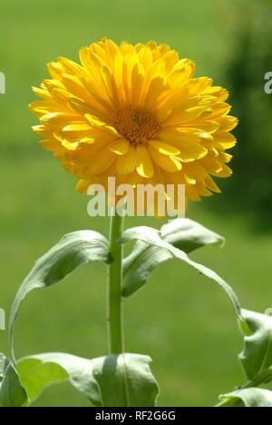 Pot - or English Marigold (Calendula officinalis) blossom, medicinal plant Stock Photo