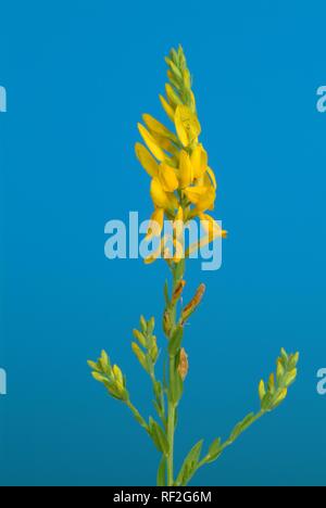Dyer's Greenweed or Dyer's Greenwood (Genista tinctoria), medicinal plant, used for dyes Stock Photo