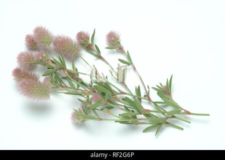 Haresfoot Clover, Rabbitfoot Clover or Stone Clover (Trifolium arvense), medicinal plant Stock Photo