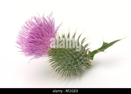 Scotch Thistle or Cotton Thistle (Onopordum acanthium), medicinal plant Stock Photo