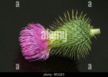 Scotch Thistle or Cotton Thistle (Onopordum acanthium), medicinal plant Stock Photo