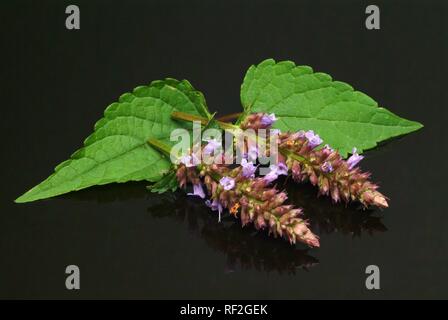 Korean Mint or Purple Giant Hyssop (Agastache rugosa), spice, medicinal plant Stock Photo