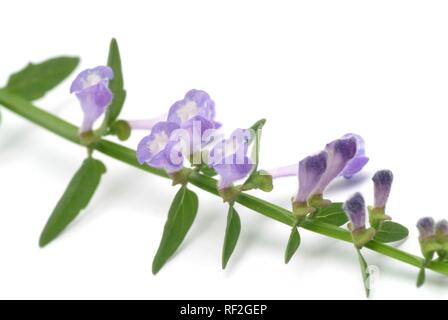 Chinese Skullcap (Scutellaria baicalensis), medicinal plant Stock Photo