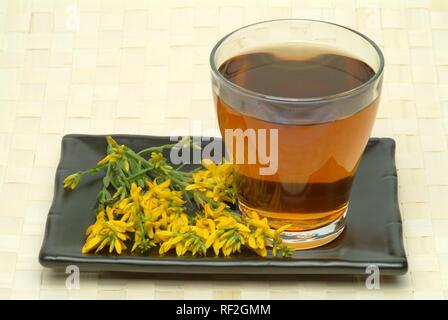 Dyer's Greenweed (Genista tinctoria), herbal tea Stock Photo