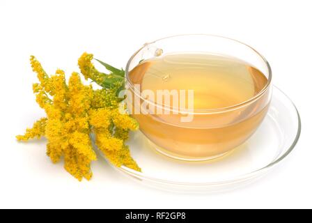 Canada goldenrod (Solidago canadensis), herbal tea Stock Photo